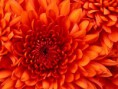 /album/termeszet/chrysanthemum-jpg/