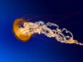 /album/termeszet/jellyfish-jpg/