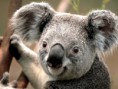 /album/termeszet/koala-jpg/