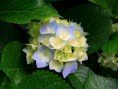 /album/termeszet/hydrangeas-jpg/